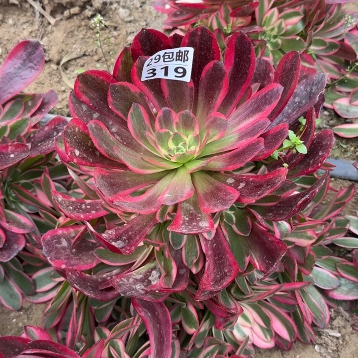 凤冠……多肉植物……