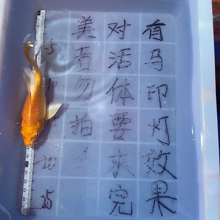 贵***蝴蝶鲤渔场直发48