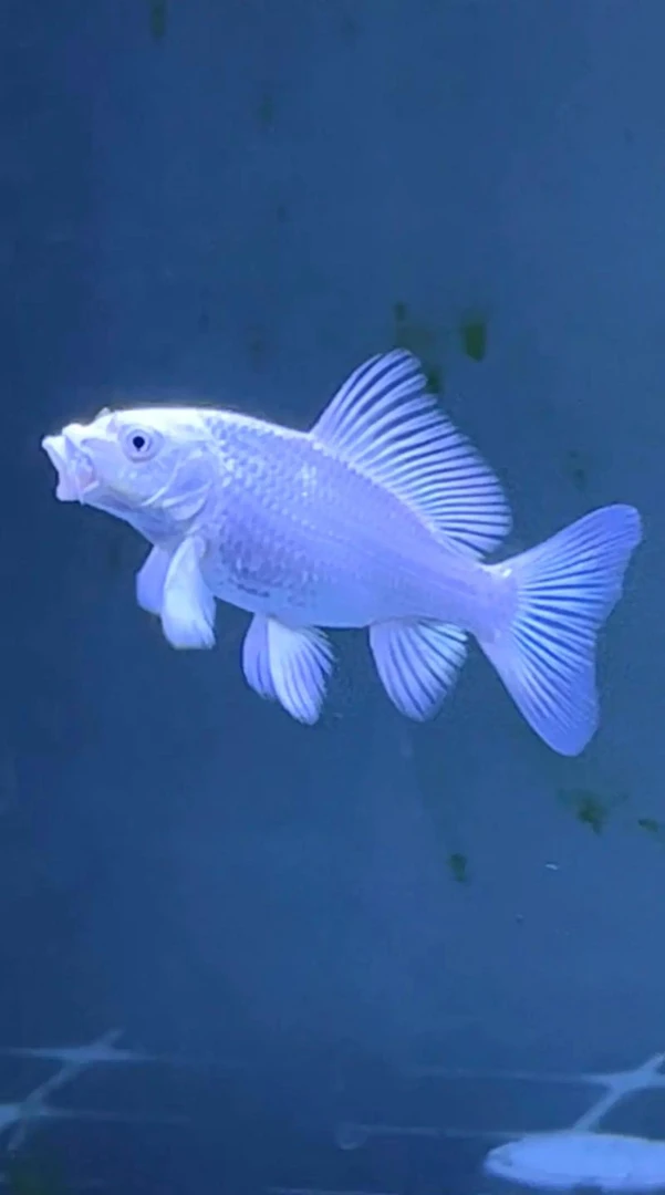 全品蝴蝶鲤如缸不售后