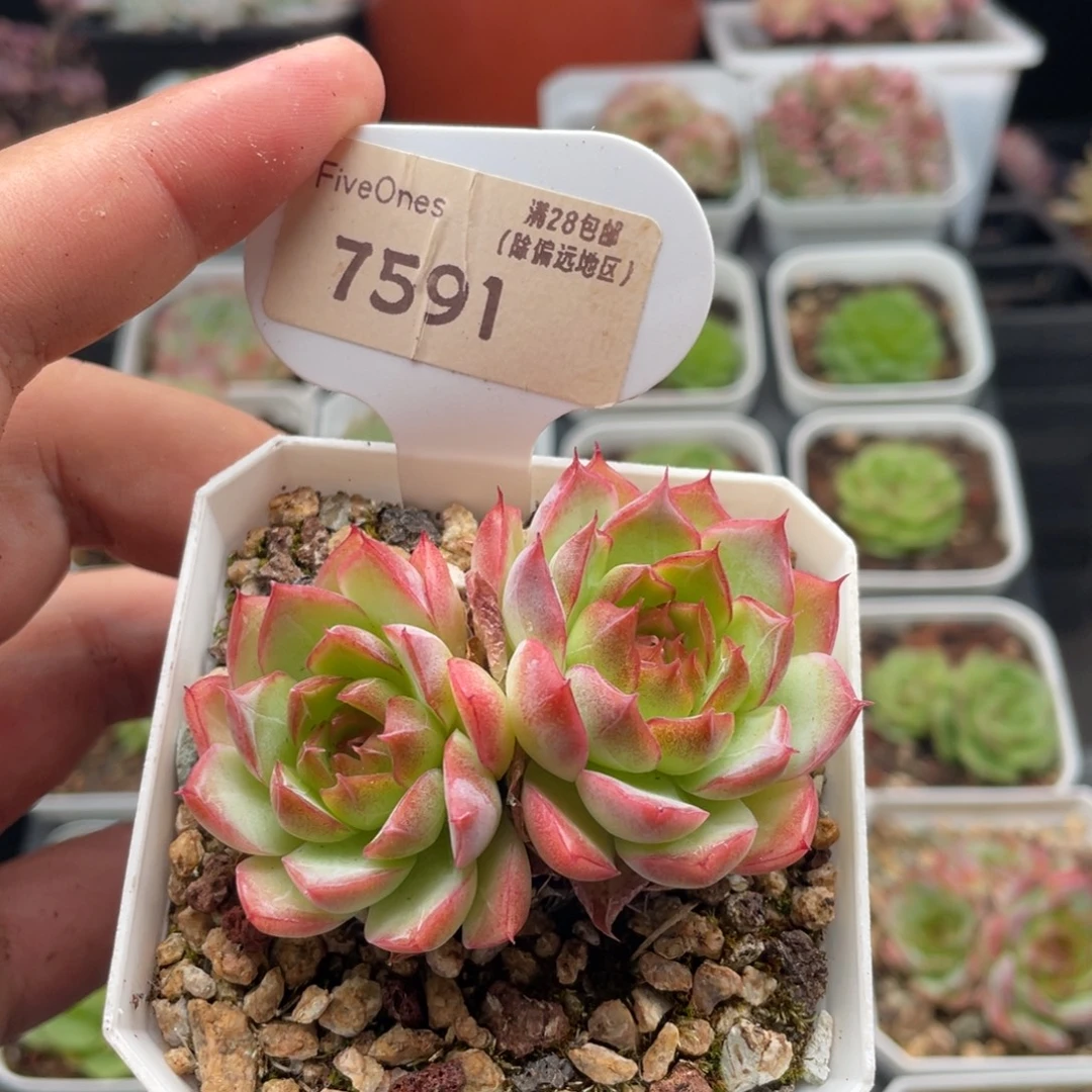 女王7591-6.5厘米