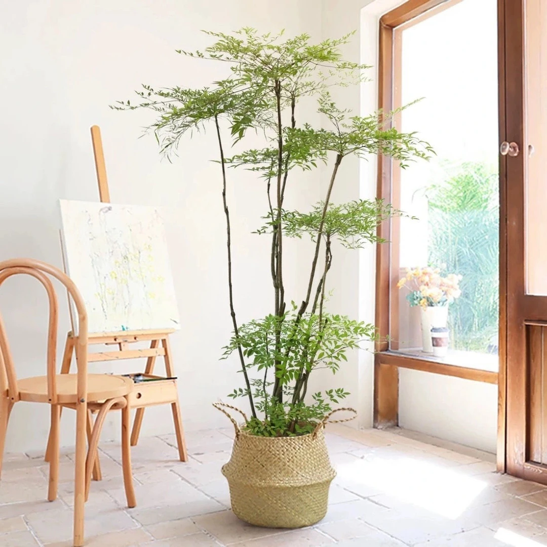 南天竹老桩南天竹禅意造型绿植庭院造景一物一拍