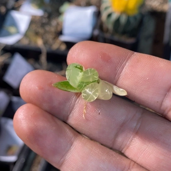 10131 卡半天陪伴福利2号