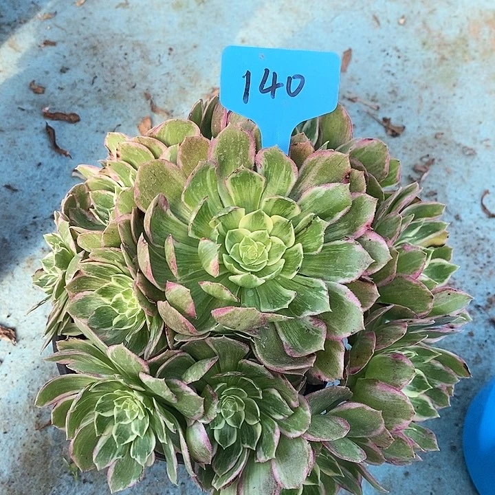 140 一颗水蜜桃法师多肉