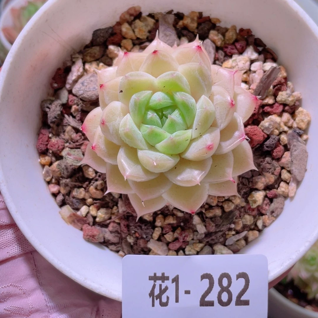 花利美1-282麦秆