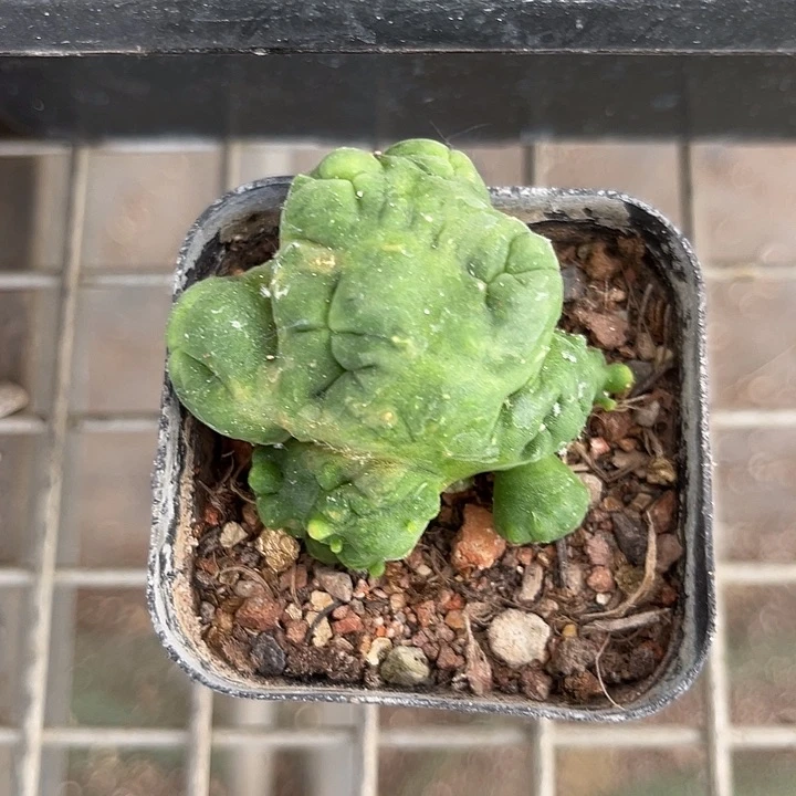 当前无花朵，栽培后可花朵