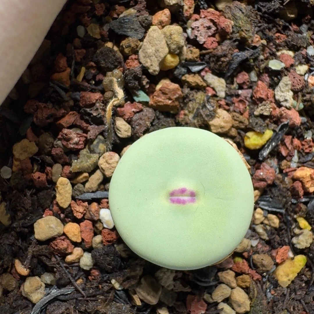 0615-01大型红嘴肉锥肉锥