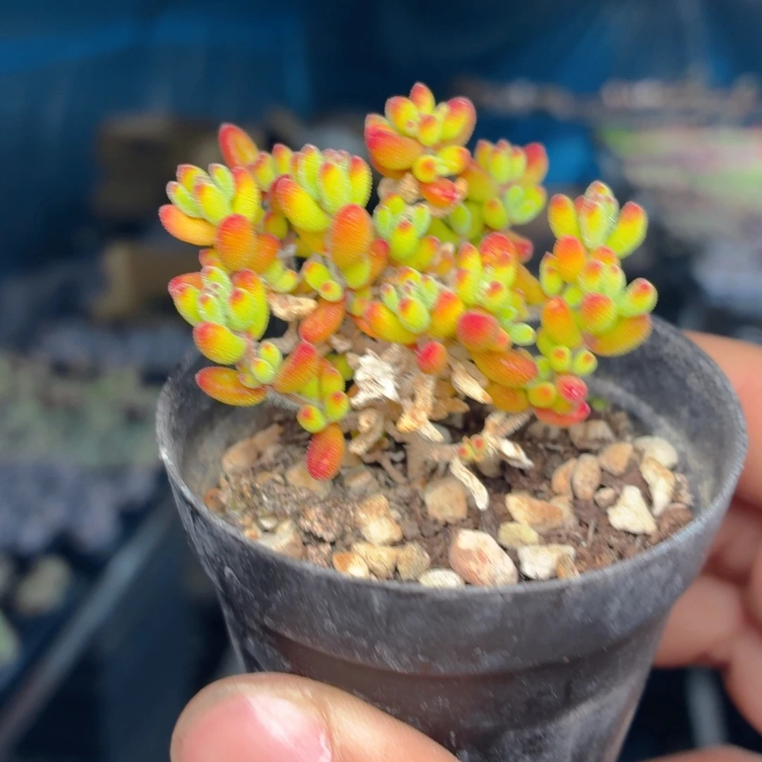 红宝石枝干多肉9.9包邮发货