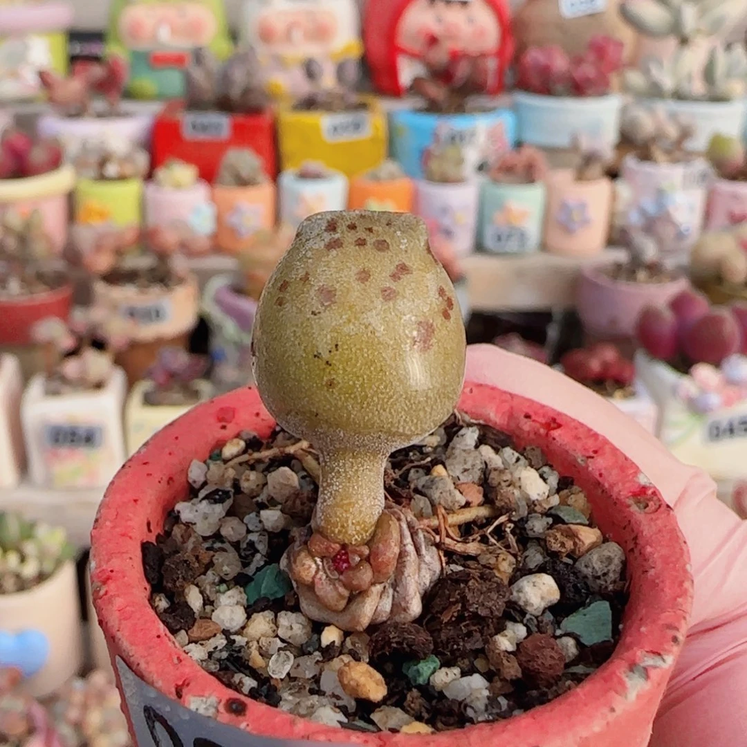 肥肥黄金豹 盆口3cm