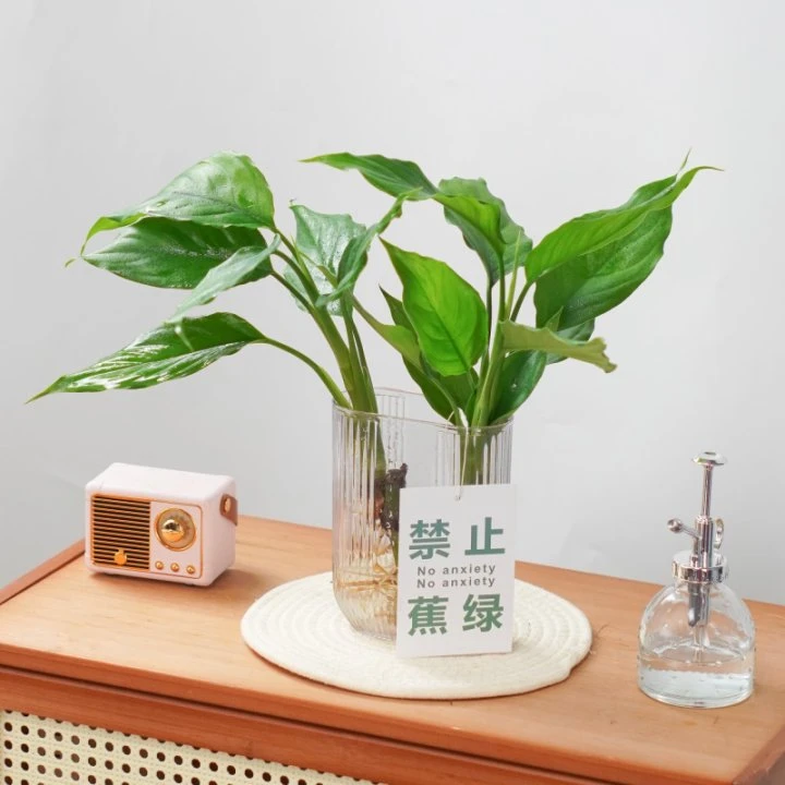 水培万年青盆栽绿植室内桌面四季常青净化空气植物