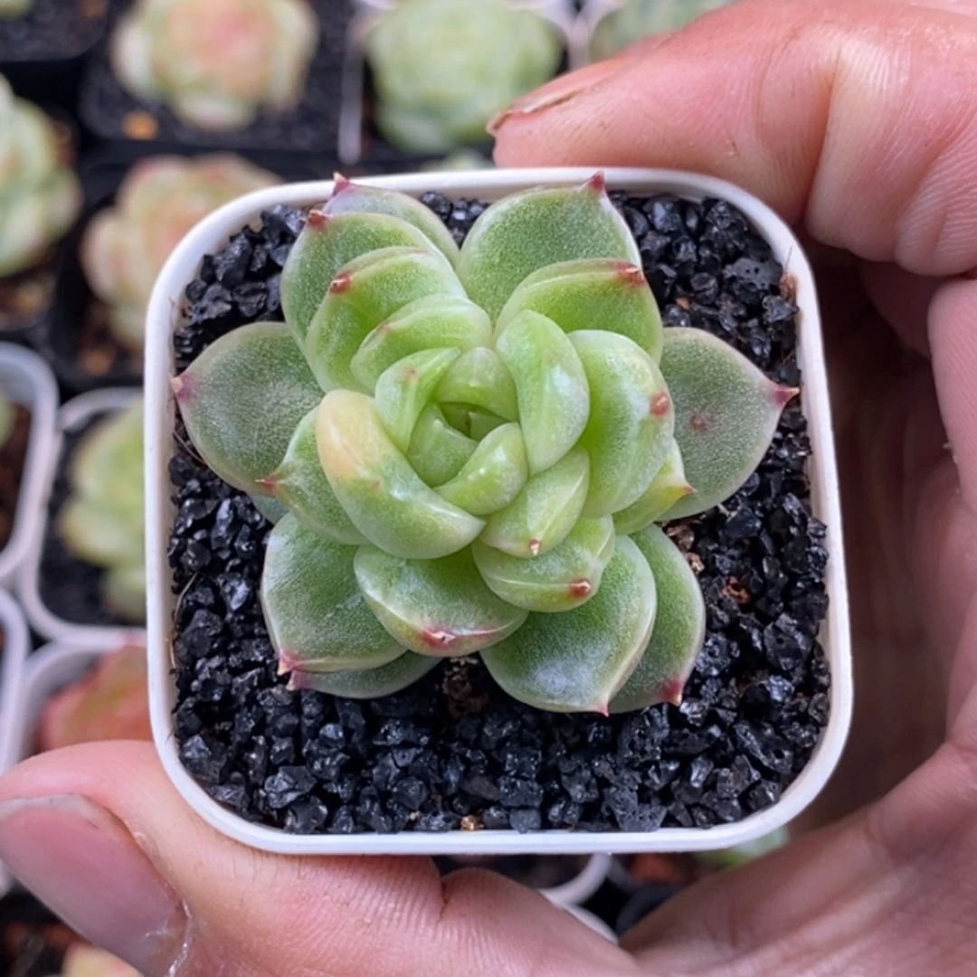 天官赐福百无禁忌