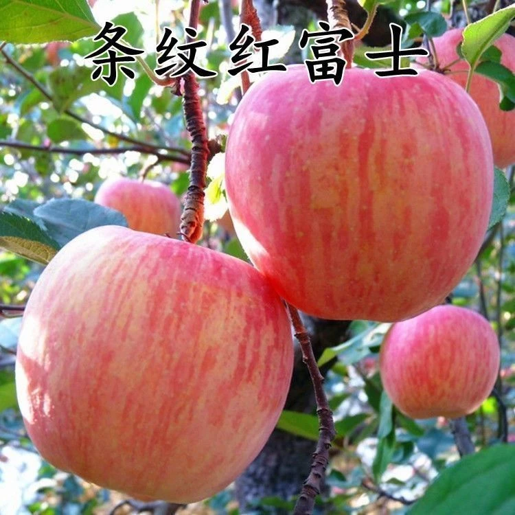 山东烟台条纹红富士苹果苗矮化新2001条红苹果水晶红富士苹果树苗