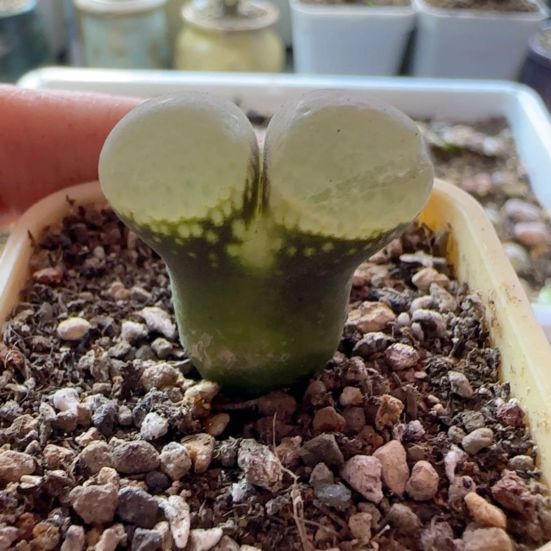 很有特色的一颗风铃玉。