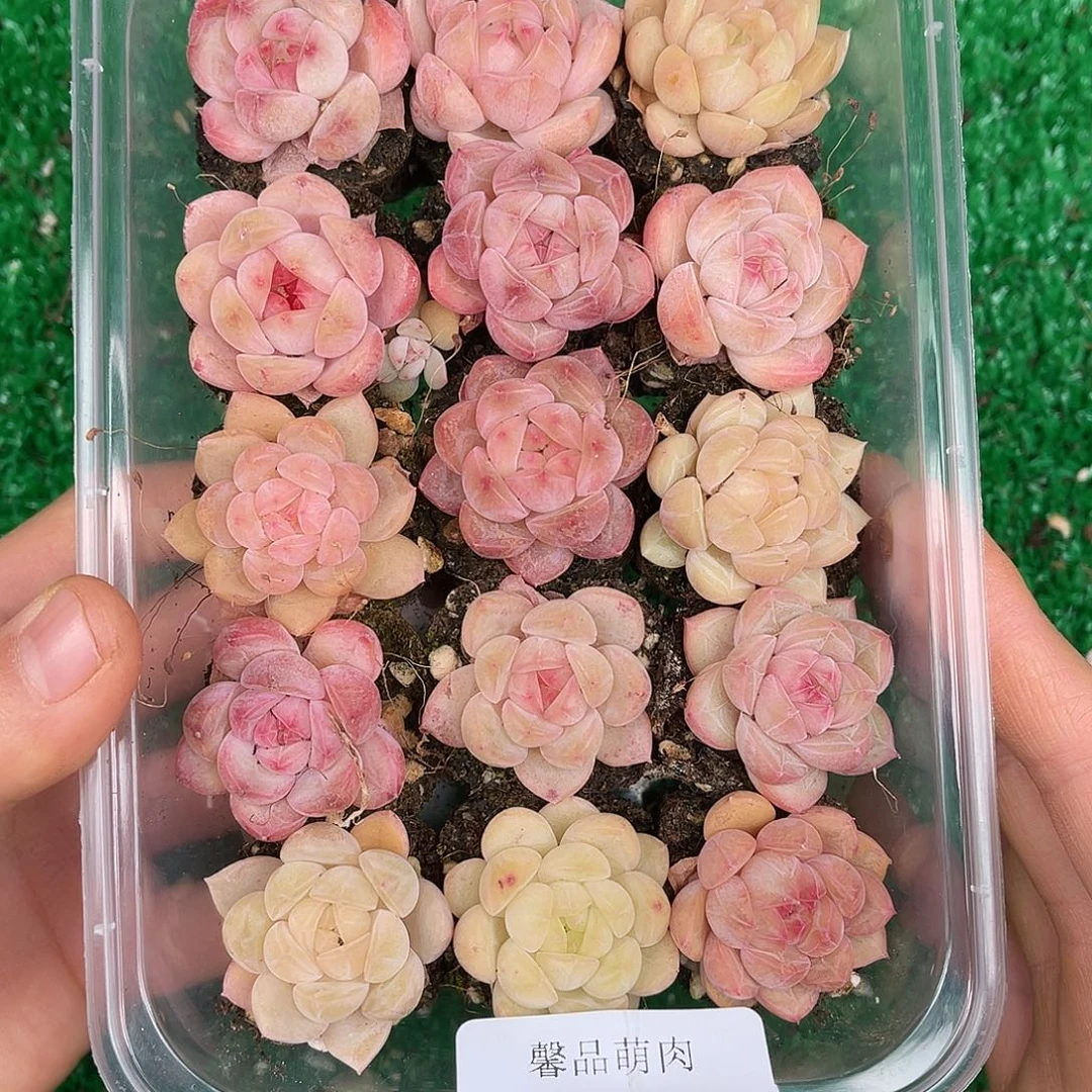 多肉杂交一物一拍1-17