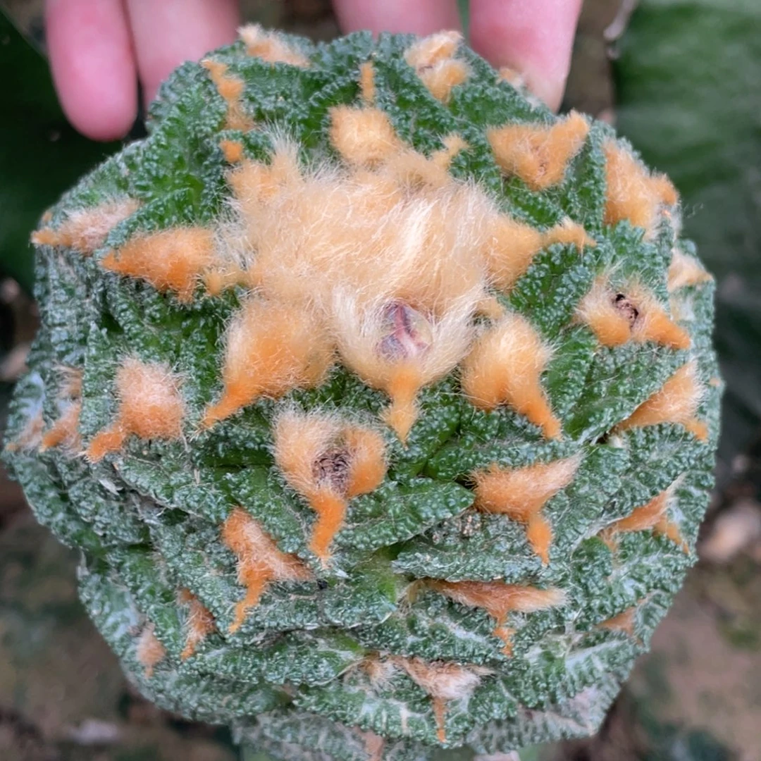 全部花朵金毛宽犹新顿牡丹 仙人球