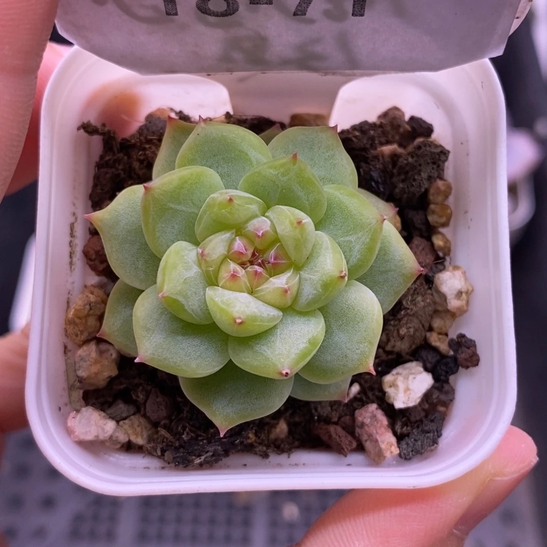 【闪购商品】18-71寒绯