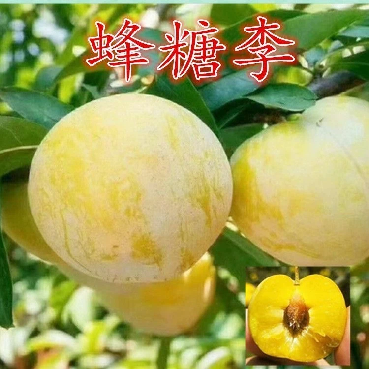 嫁接蜂糖李子树苗南北方室内外均可种植盆栽地栽果树苗