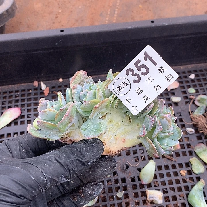 白凤缀化 多肉植物9.25号左右发