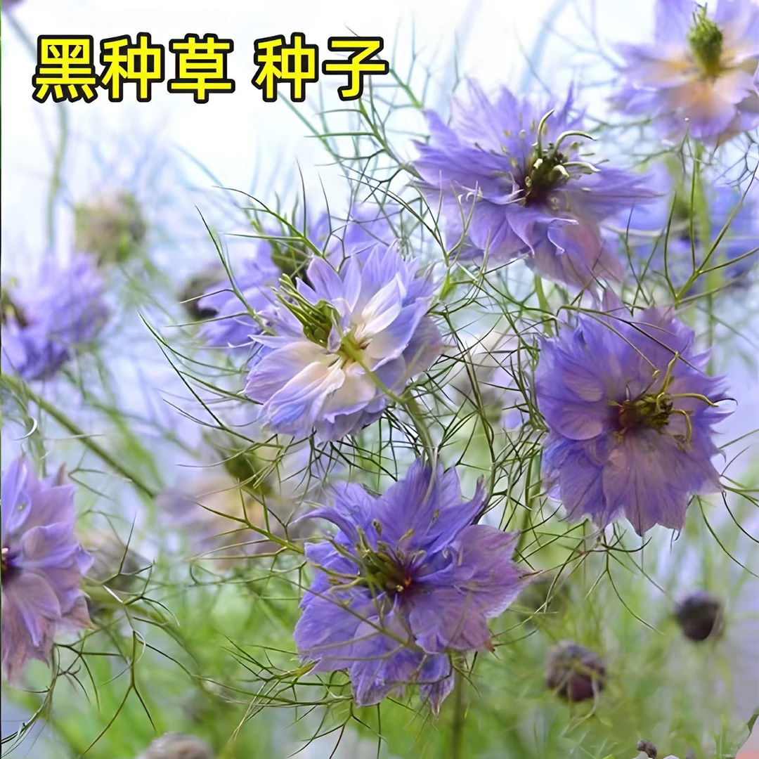 黑种草种子室外花籽四季播种混色花庭院小区景观绿化园艺花卉易种