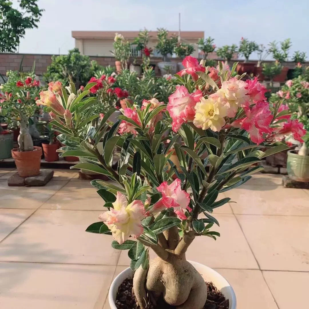 沙漠玫瑰大棵裸根桌面开花小植物趣味绿植好养活多肉耐旱植物