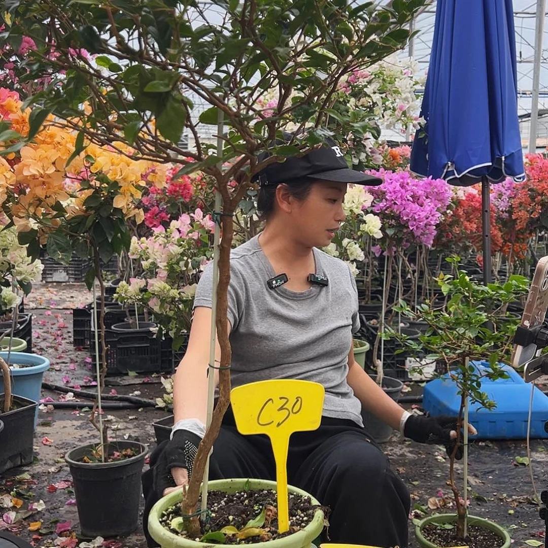 一***喵大部分花苞少量开放C30三角梅