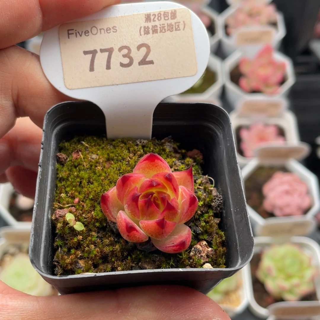 蓝龙7732-2.5厘米