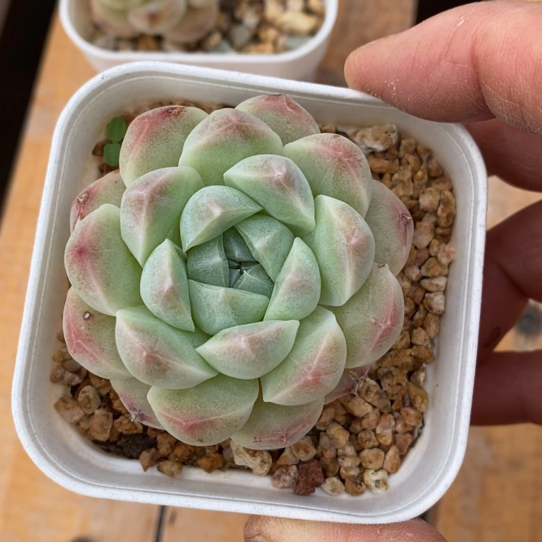 精品多肉一物一拍不包整118