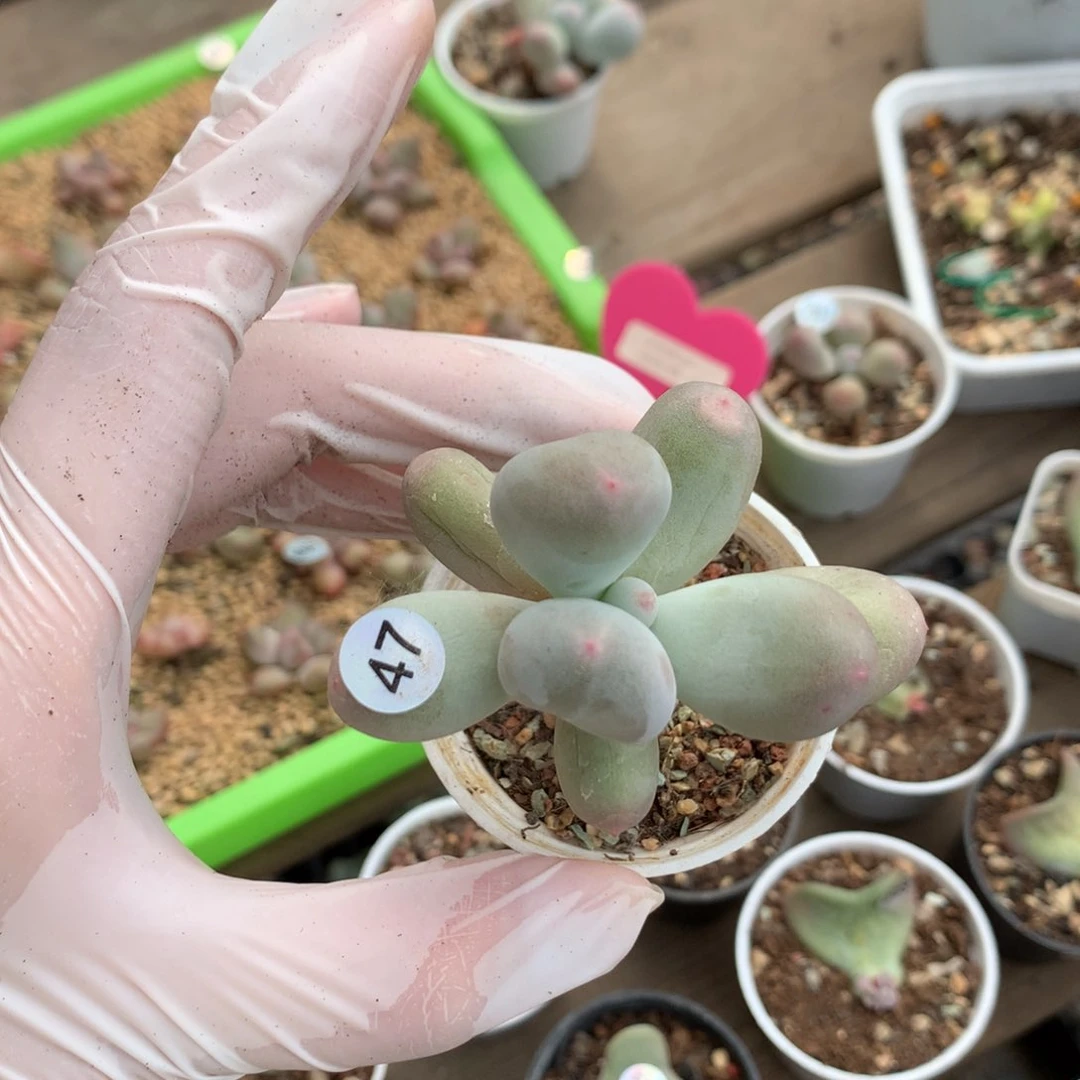 米可奶酪多肉米可奶47