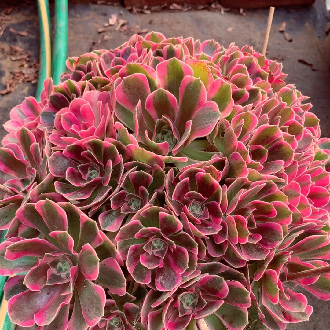 粉女郎，多肉植物的