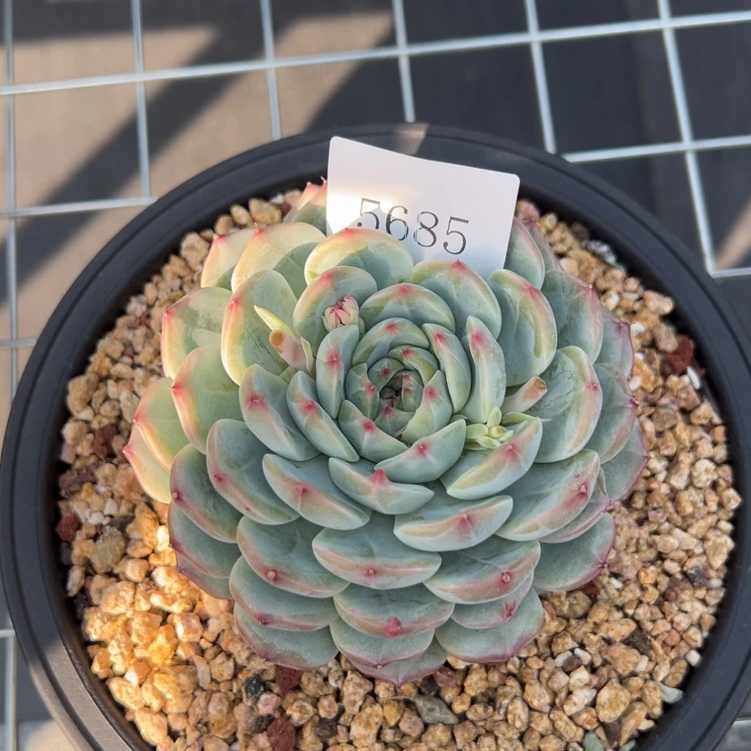 郭**°5685多肉多多多多