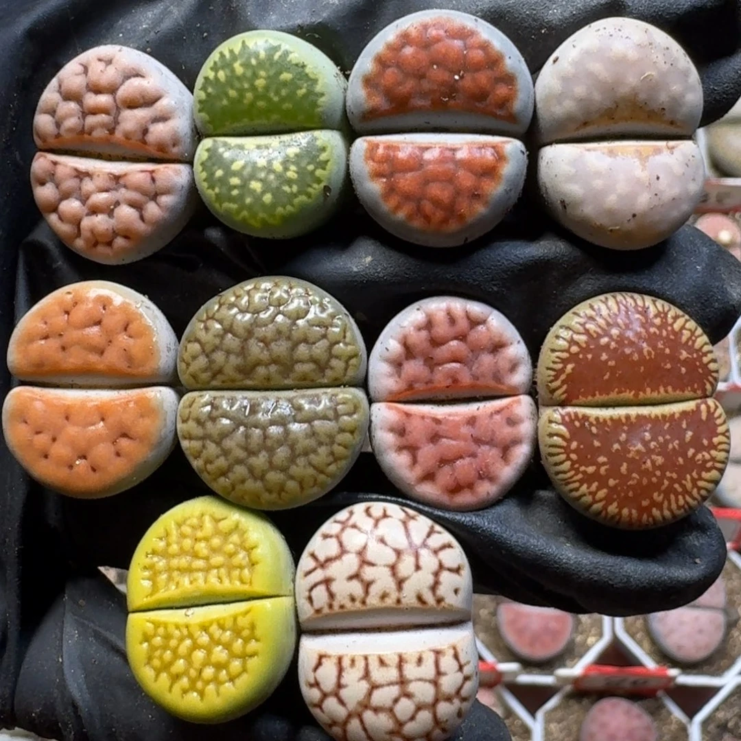 生石花1111111。  397