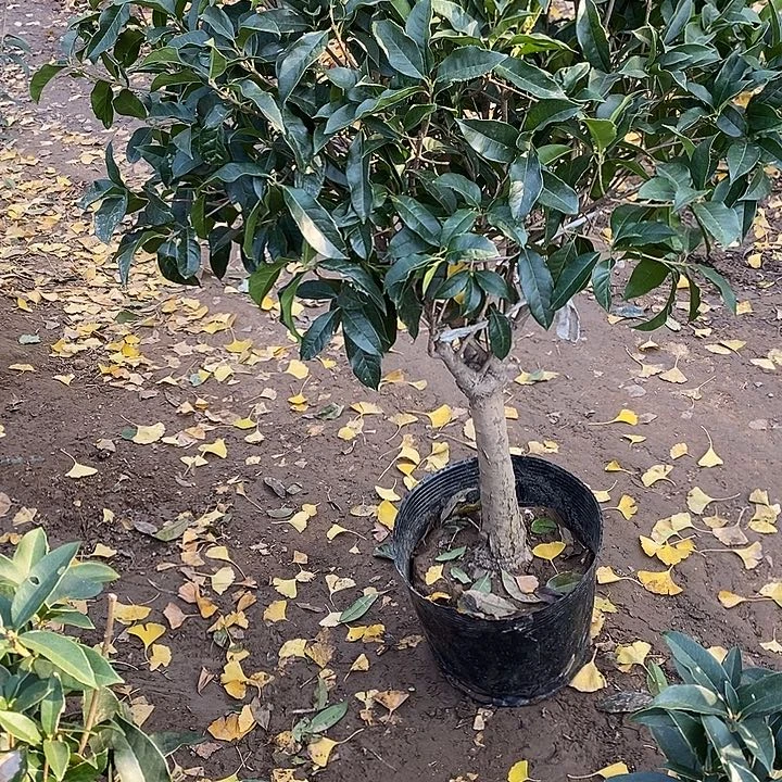 完全开放老金桂花