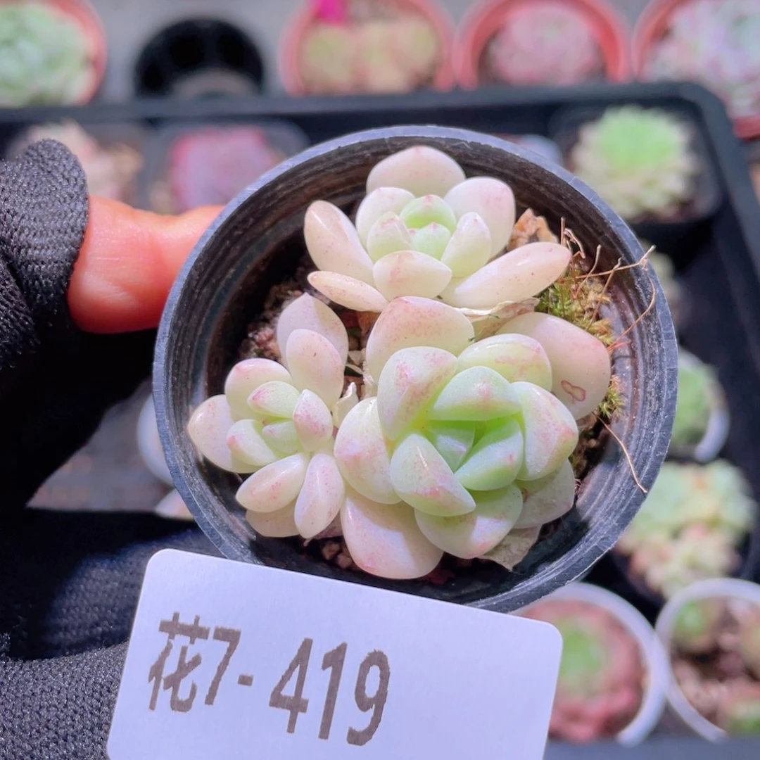 花利美7-419冰玉