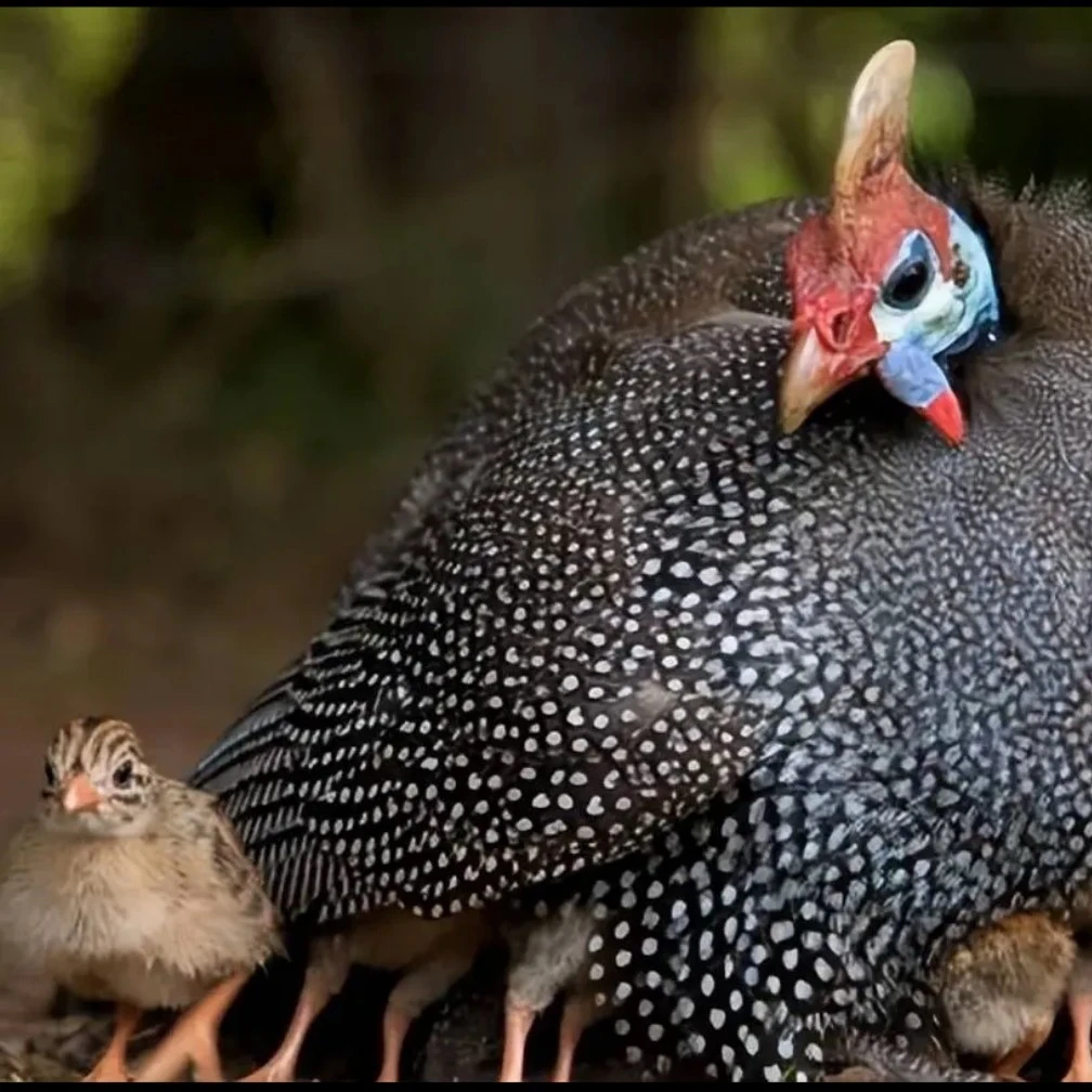 宠物鸡 珍珠鸡苗 观赏鸡 珍珠鸡活体包邮