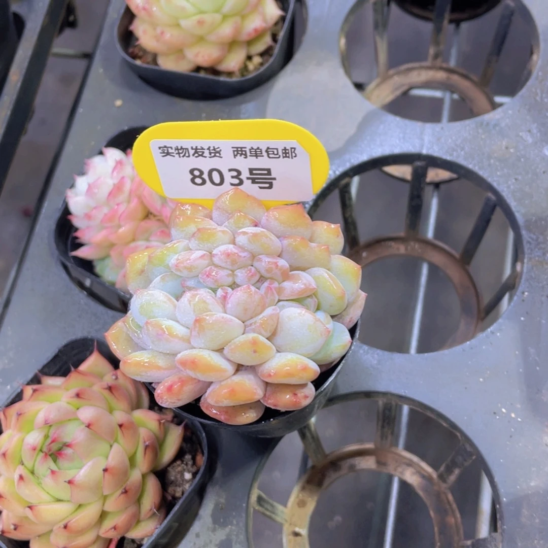 803号 韩橙缀化精品