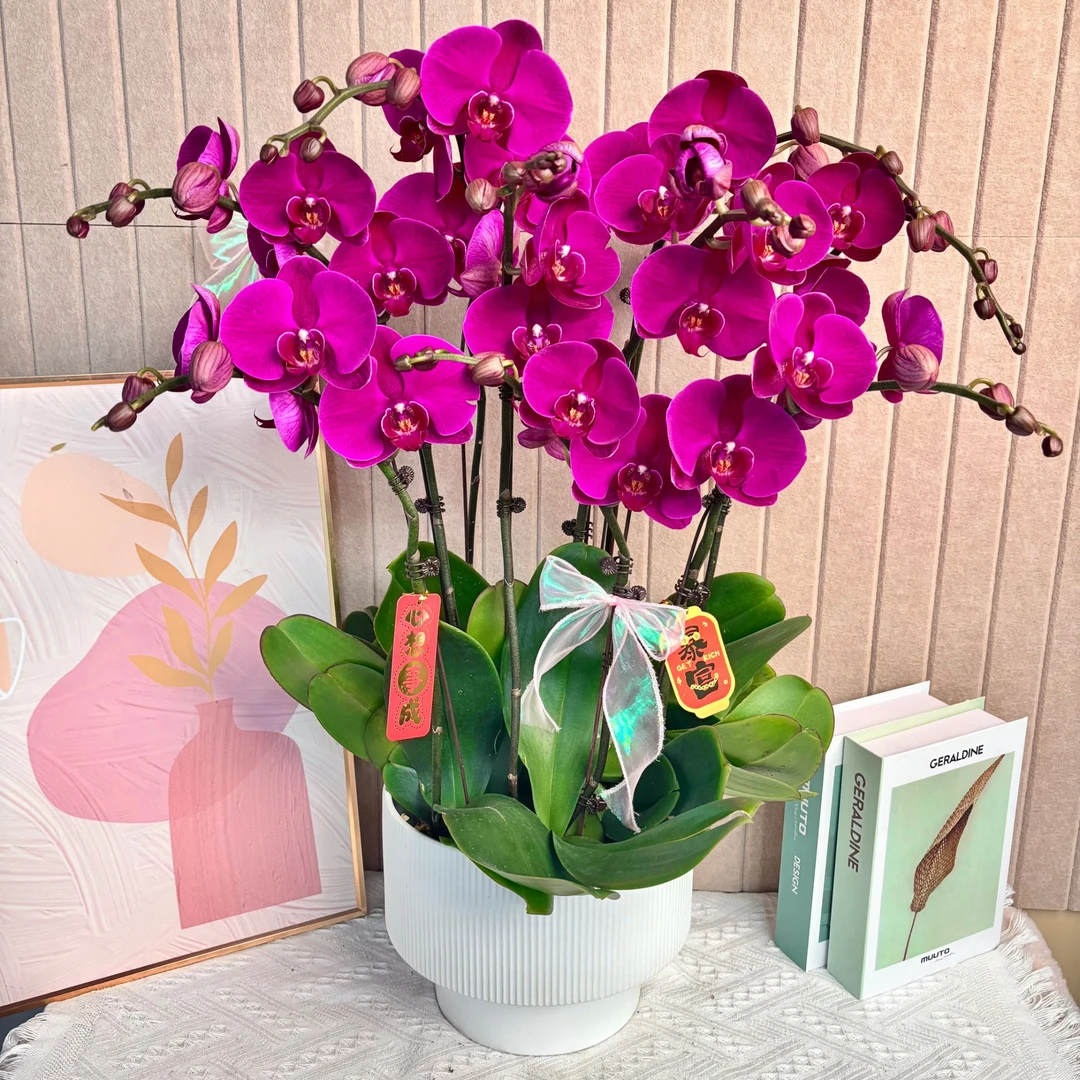 花掌柜 大辣椒 蝴蝶兰  乔迁开业花卉 真花（叶片开裂属正常现象）