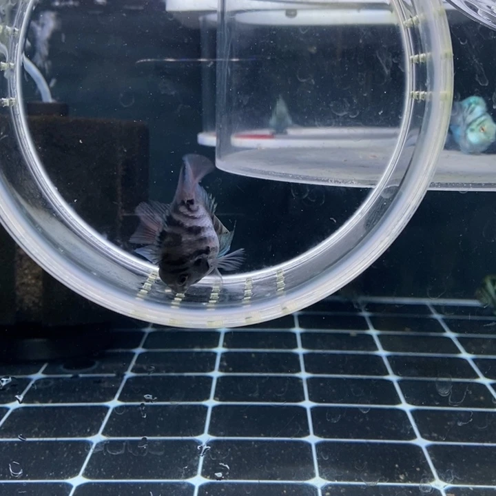 鹦鹉鱼待产摩卡一对
