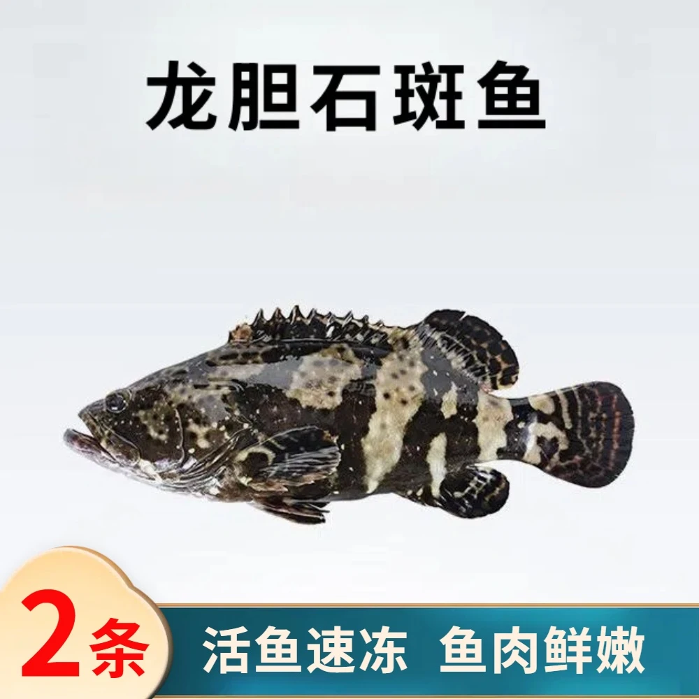 石斑鱼2条到手3斤珍珠老虎青斑鲜活速冻非活发