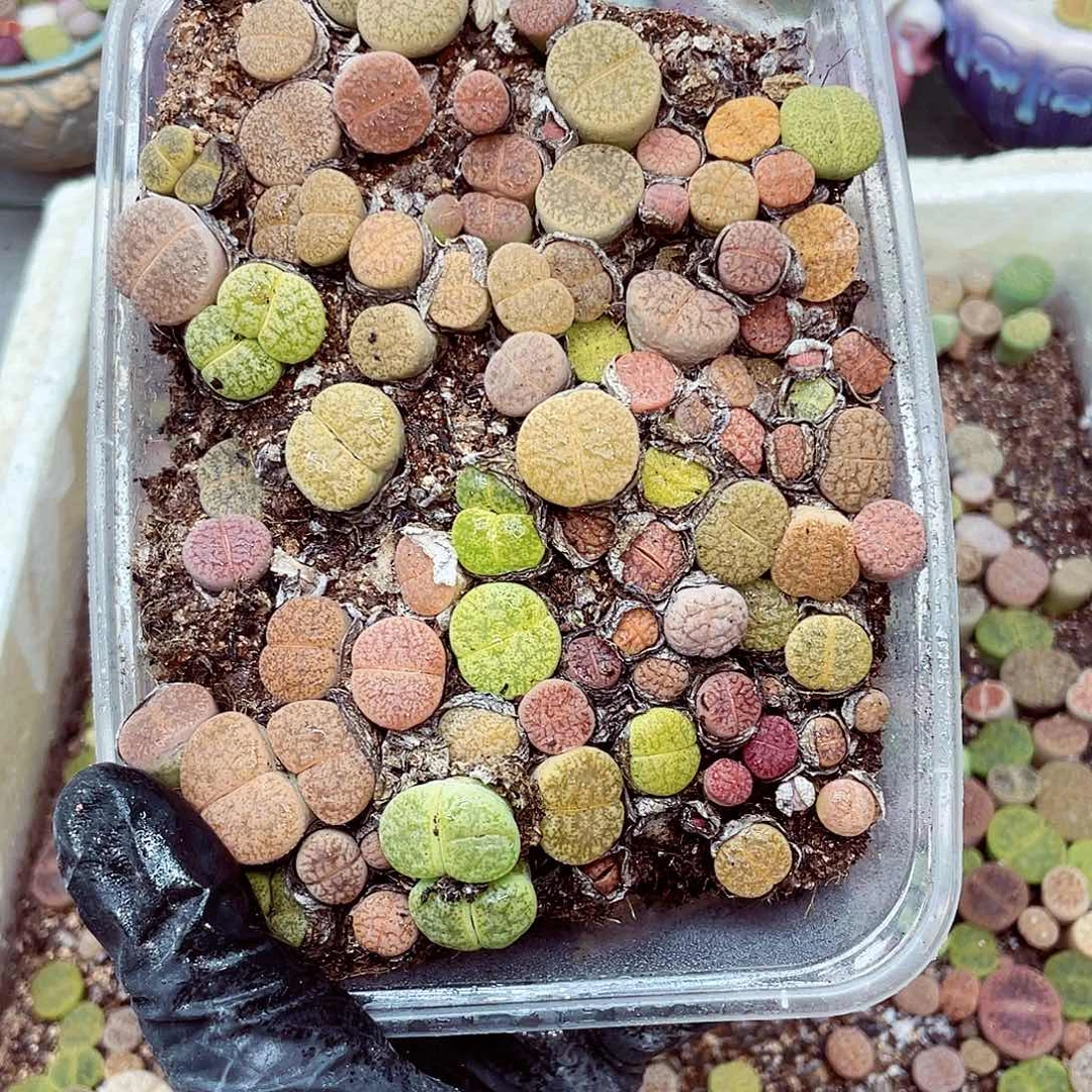 生石花满18包邮0916-188