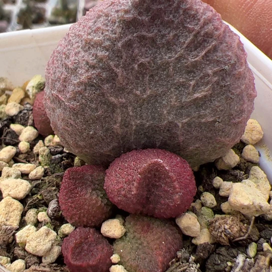 水蜜桃水泡多肉植物水泡