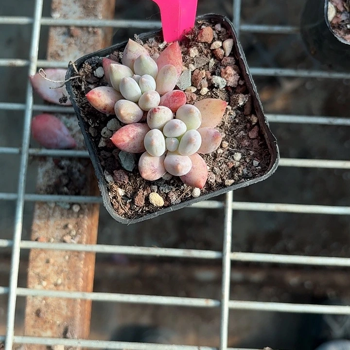 ?****萌zh z x h k 018