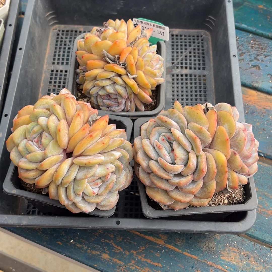 从前慢多肉精选编号0119.141