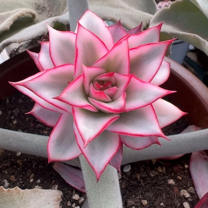 吉赛尔锦一物一拍锦龙