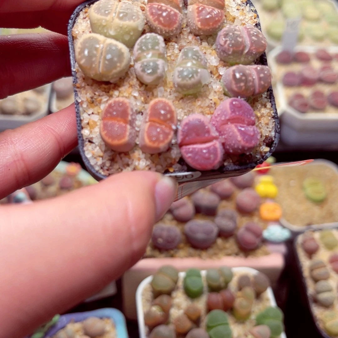 359号带盆包邮发货