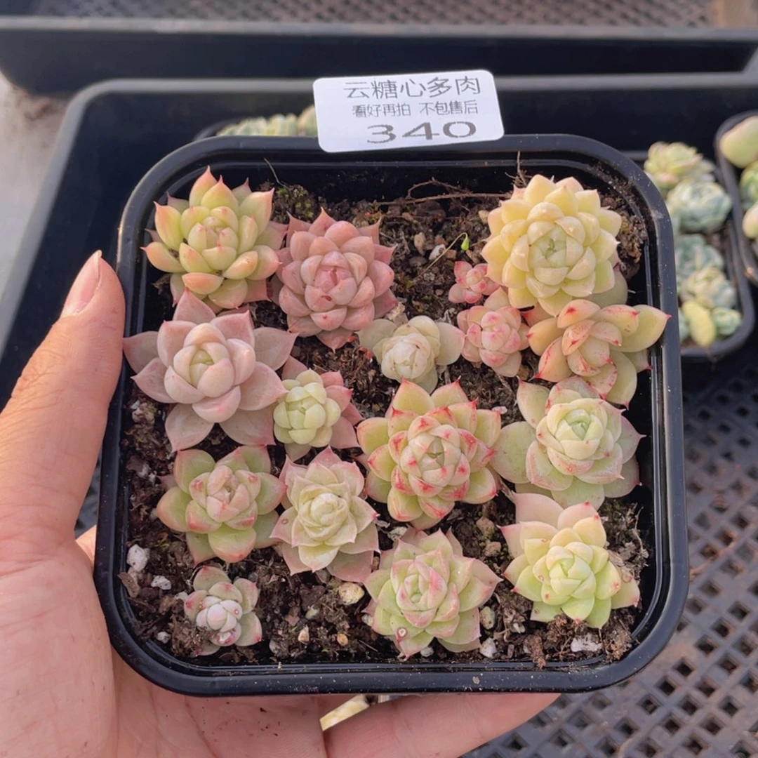 云糖心多肉植物340