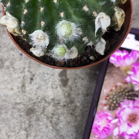 妖蝶丽花，2578900