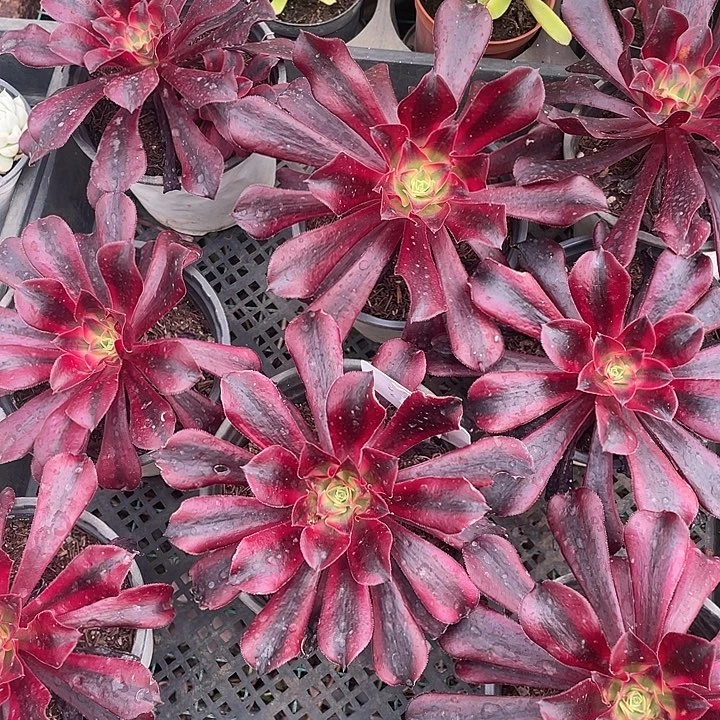 美杜莎。 量拍。  满18包邮