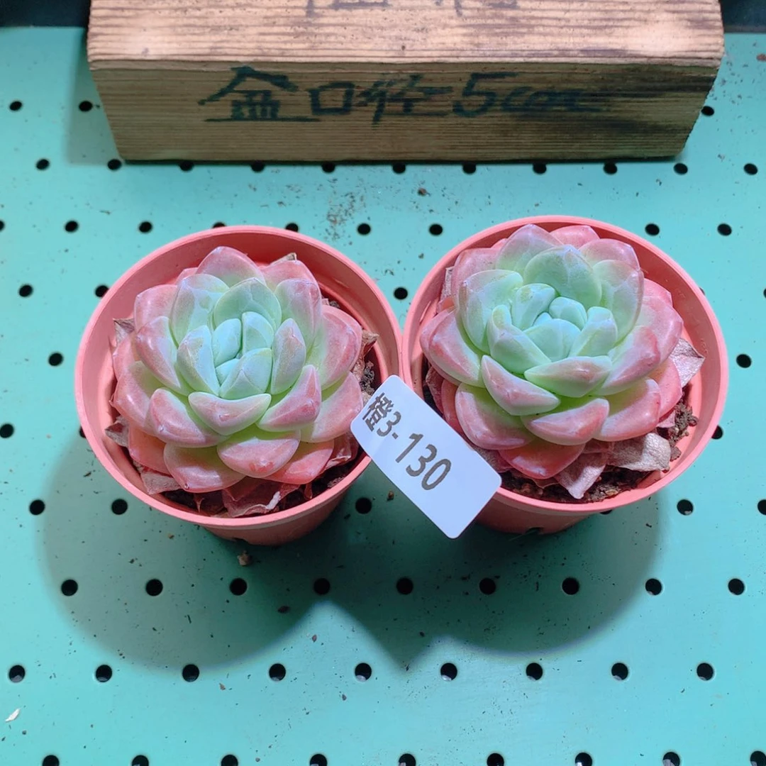 3-130一物一拍带盆2颗