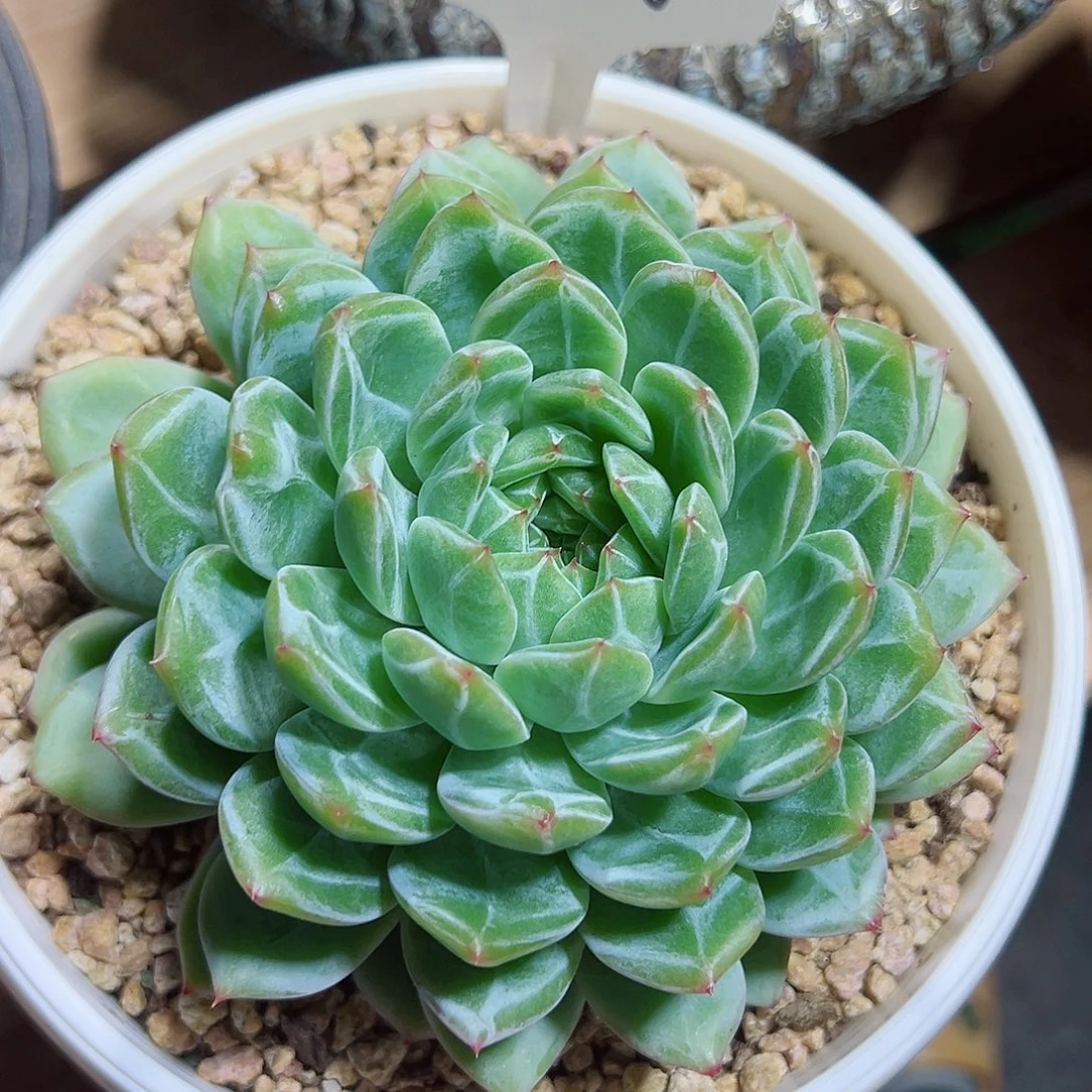5113雪花珍妮14cm多肉植物
