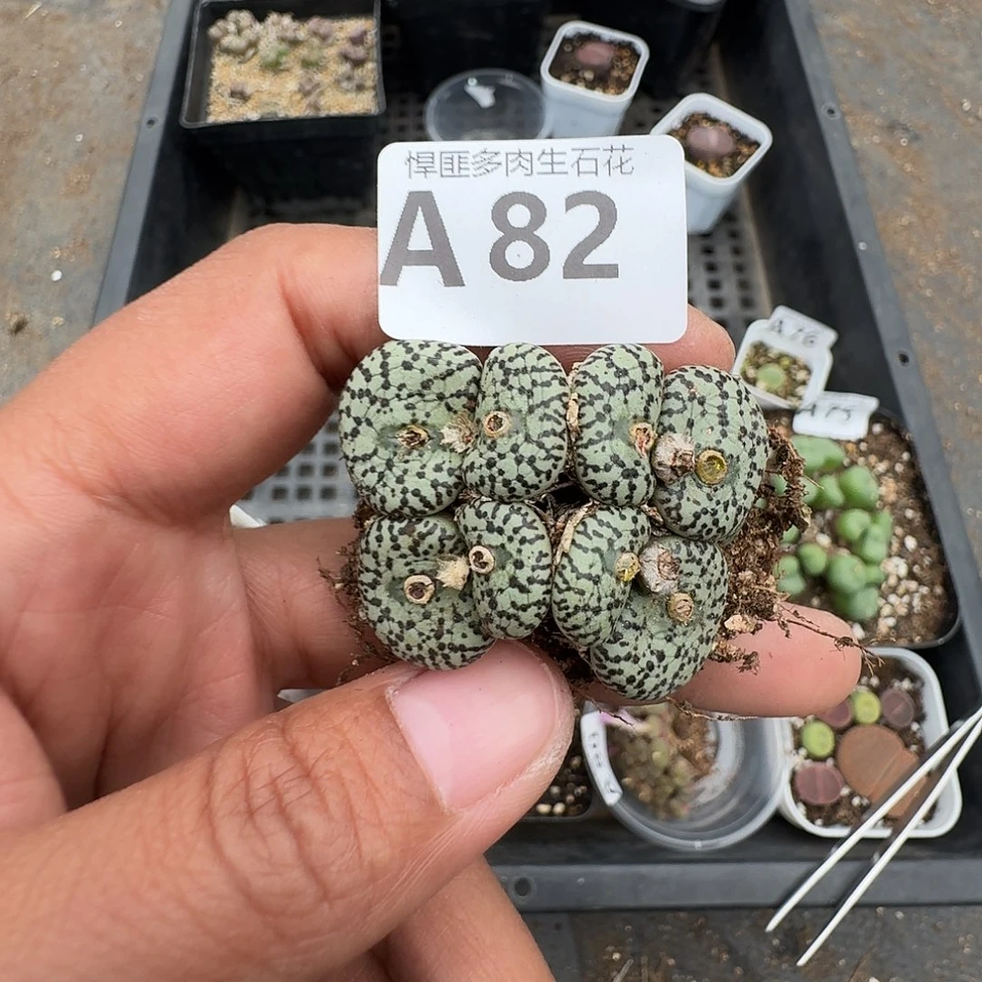 82多肉植物多肉植物