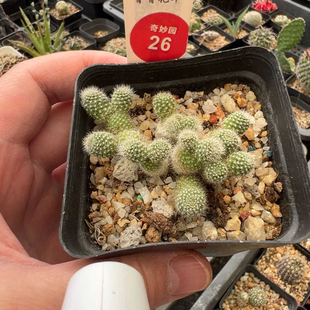 宝山群一棵仙人球